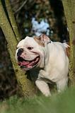 BULLDOG ANGLAIS 147